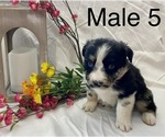 Small Photo #19 Miniature Australian Shepherd Puppy For Sale in WHITEWATER, MO, USA