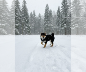 Shiba Inu Puppy for sale in SHIPSHEWANA, IN, USA