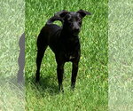 Small #1 Mutt
