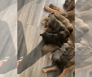 Boxer-Cane Corso Mix Puppy for sale in COWICHE, WA, USA