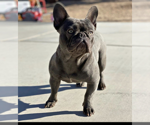 Mother of the French Bulldog puppies born on 06/05/2025