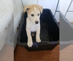 Anatolian Shepherd-Siberian Husky Mix Dog for Adoption in WATERFORD, California USA