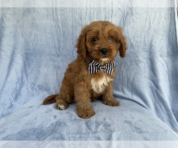 Medium Photo #3 Cavapoo (Standard) Puppy For Sale in LAKELAND, FL, USA