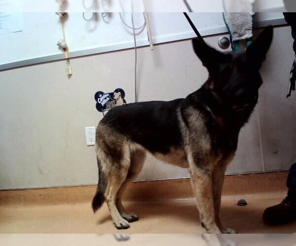 Medium Photo #1 German Shepherd Dog Puppy For Sale in Martinez, CA, USA