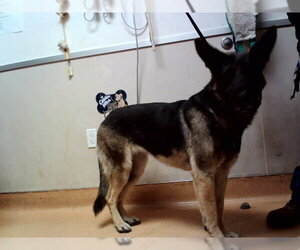 German Shepherd Dog Dogs for adoption in Martinez, CA, USA