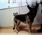 Small German Shepherd Dog