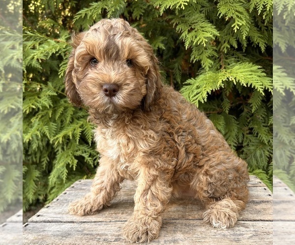 Medium Photo #5 Cockapoo Puppy For Sale in MIDDLEBURY, IN, USA