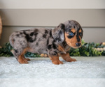 Small Photo #15 Dachshund Puppy For Sale in WILLARD, OH, USA