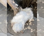 Small Photo #2 Lhasa-Poo Puppy For Sale in Dana Point, CA, USA