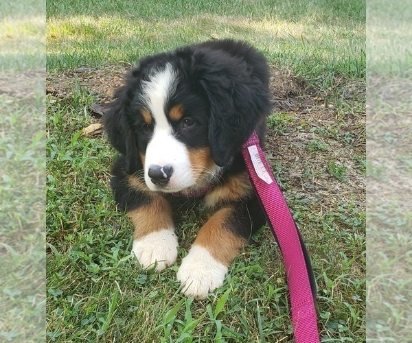 Medium Photo #5 Bernese Mountain Dog Puppy For Sale in FREDERICK, MD, USA