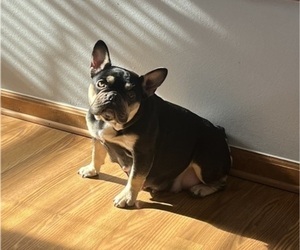 Mother of the French Bulldog puppies born on 01/25/2026