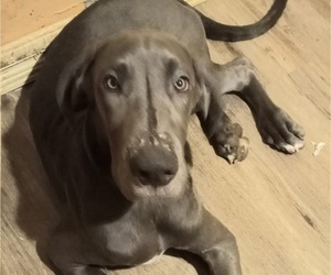Great Dane Puppy for sale in ROCHESTER, NY, USA