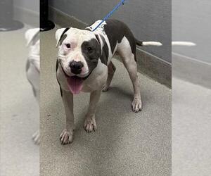 American Pit Bull Terrier-Unknown Mix Dogs for adoption in Las Vegas, NV, USA