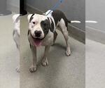 Small American Pit Bull Terrier Mix