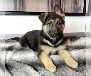 German Shepherd Dog Puppy for sale in FRANKLIN, IN, USA