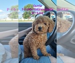 Puppy Carrie Goldendoodle (Miniature)