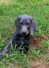Weimaraner Puppy for sale in WILLIAMSON, GA, USA