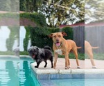 Small #3 Boxer Mix