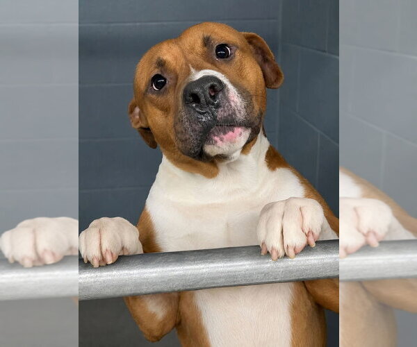 Medium Photo #2 Boxer-Unknown Mix Puppy For Sale in garner, NC, USA