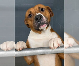 Bear - Male Boxer-Unknown Mix Dog for Adoption - Photo #2
