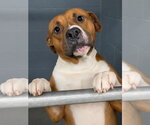 Small #1 Boxer Mix