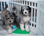 Small Photo #4 Bordoodle Puppy For Sale in CONWAY, MO, USA
