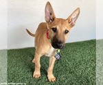 Small #3 Carolina Dog Mix