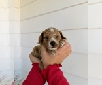Small #5 Poodle (Miniature)