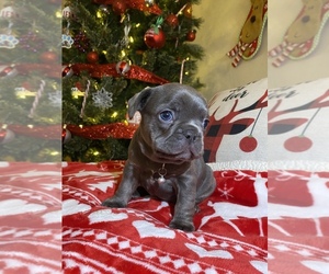 French Bulldog Puppy for sale in ROSEVILLE, CA, USA