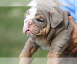 Small Photo #17 English Bulldog Puppy For Sale in HAGERSTOWN, MD, USA