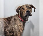 Small #1 Mountain Cur-Plott Hound Mix