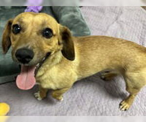 Dachshund Dogs for adoption in Salinas, CA, USA