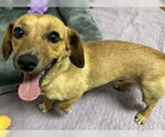 Small Dachshund