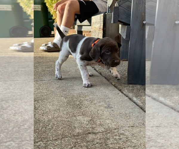 Medium Photo #5 German Shorthaired Pointer Puppy For Sale in PLACERVILLE, CA, USA
