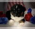 Small Photo #4 Australian Shepherd Puppy For Sale in ANTHONY, FL, USA