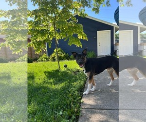 Mutt Dogs for adoption in Germantown, OH, USA