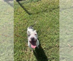 American Pit Bull Terrier-Unknown Mix Dogs for adoption in Pasadena, TX, USA