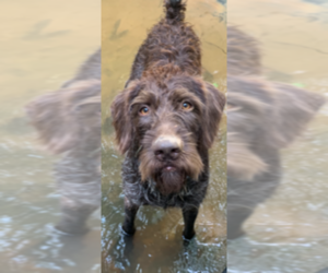 Mother of the German Wirehaired Pointer puppies born on 09/01/2019