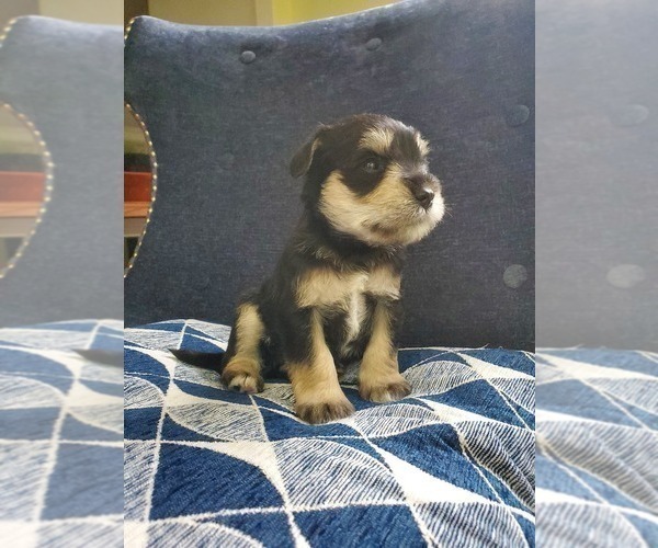 Medium Photo #13 Schnauzer (Miniature) Puppy For Sale in LEESBURG, VA, USA