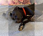 Small #6 Labrador Retriever Mix