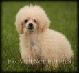 Small Photo #62 Poodle (Miniature) Puppy For Sale in COPPOCK, IA, USA