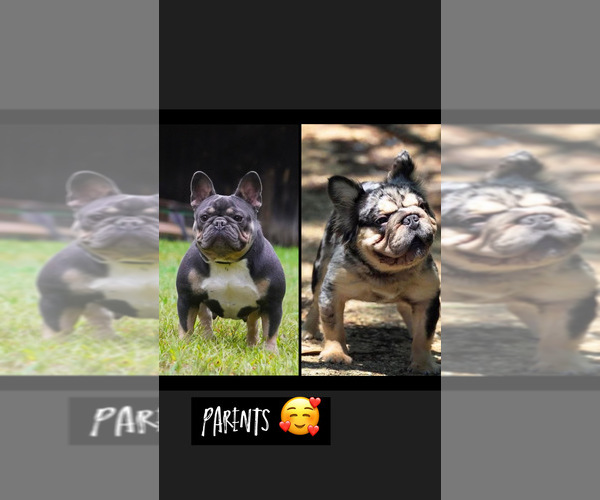 Medium Photo #4 French Bulldog Puppy For Sale in FAYETTEVILLE, NC, USA