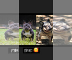 Small #3 French Bulldog