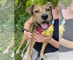 Mountain Cur-Unknown Mix Dogs for adoption in GILBERTS, IL, USA