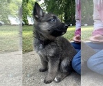 Small Photo #3 German Shepherd Dog Puppy For Sale in GREER, SC, USA
