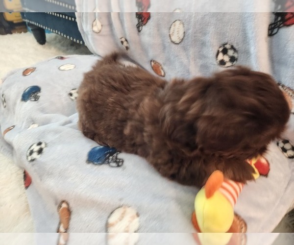 Medium Photo #5 Shih Tzu Puppy For Sale in WESLEY CHAPEL, FL, USA