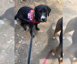 Small #3 Labrador Retriever Mix