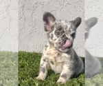 Small #11 French Bulldog