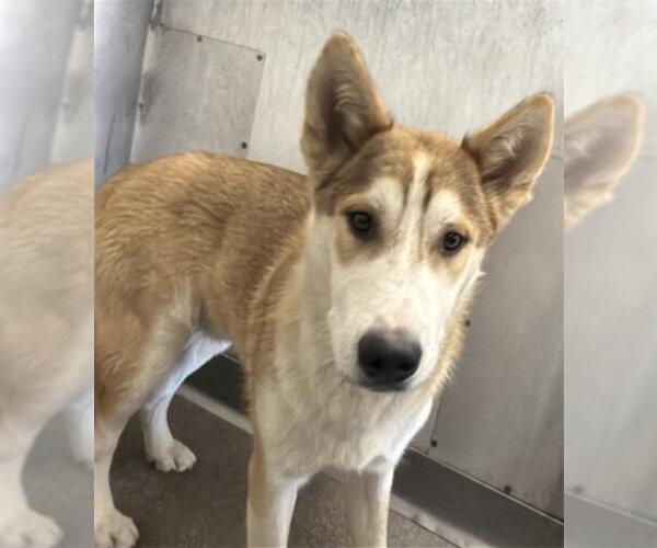Medium Photo #1 Siberian Husky Puppy For Sale in San Bernardino, CA, USA