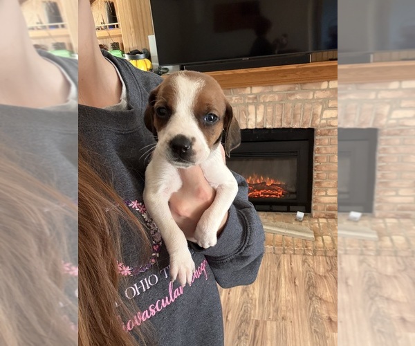 Medium Photo #5 Treeing Walker Coonhound Puppy For Sale in ZANESVILLE, OH, USA